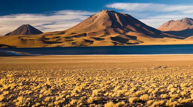 Flores en Atacama