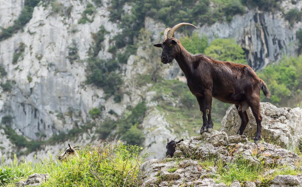 Ruta del Cares